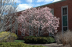 Saucer Magnolia (Magnolia x soulangeana) at Harvard Nursery