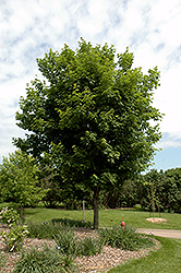 Sugar Maple (Acer saccharum) at Harvard Nursery