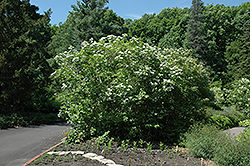 Wentworth Highbush Cranberry (Viburnum trilobum 'Wentworth') at Harvard Nursery