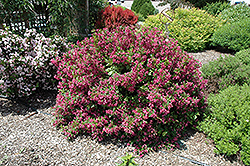 Minuet Weigela (Weigela florida 'Minuet') at Harvard Nursery