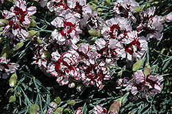 Coconut Punch Pinks (Dianthus 'Coconut Punch') at Harvard Nursery