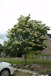 Japanese Tree Lilac (Syringa reticulata) at Harvard Nursery