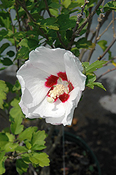 Red Heart Rose Of Sharon (Hibiscus syriacus 'Red Heart') at Harvard Nursery