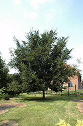 Patriot Elm (Ulmus 'Patriot') at Harvard Nursery