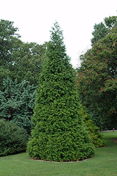 Green Giant Arborvitae (Thuja 'Green Giant') at Harvard Nursery