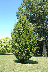 Frans Fontaine Hornbeam (Carpinus betulus 'Frans Fontaine') at Harvard Nursery