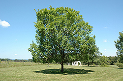 Lacebark Elm (Ulmus parvifolia) at Harvard Nursery