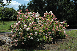 Vanilla Strawberry Hydrangea (Hydrangea paniculata 'Renhy') at Harvard Nursery