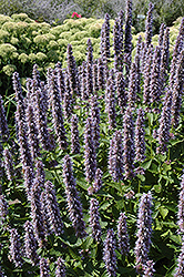 Blue Fortune Anise Hyssop (Agastache 'Blue Fortune') at Harvard Nursery
