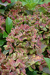 Pistachio Hydrangea (Hydrangea macrophylla 'Horwack') at Harvard Nursery