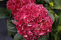 Grateful Red Hydrangea (Hydrangea macrophylla 'McKRed') at Harvard Nursery