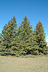 White Spruce (Picea glauca) at Harvard Nursery