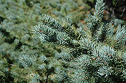 White Spruce (Picea glauca) at Harvard Nursery