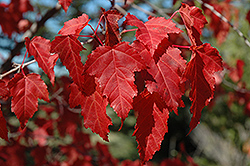 Amur Maple (Acer ginnala) at Harvard Nursery
