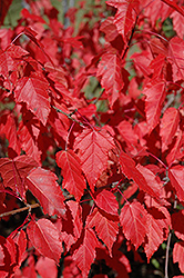 Amur Maple (Acer ginnala) at Harvard Nursery