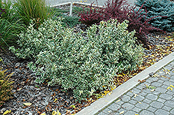 Cool Splash Bush Honeysuckle (Diervilla sessilifolia 'LPDC Podaras') at Harvard Nursery