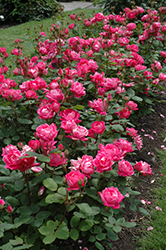 Double Knock Out Rose (Rosa 'Radtko') at Harvard Nursery
