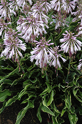 Praying Hands Hosta (Hosta 'Praying Hands') at Harvard Nursery