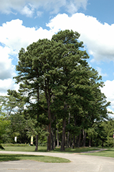 Austrian Pine (Pinus nigra) at Harvard Nursery