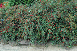 Cranberry Cotoneaster (Cotoneaster apiculatus) at Harvard Nursery