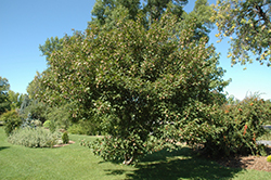 Bergiana Flame Amur Maple (Acer ginnala 'Bergiana Flame') at Harvard Nursery