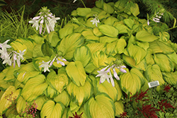 Stained Glass Hosta (Hosta 'Stained Glass') at Harvard Nursery