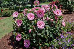 Summerific Spinderella Hibiscus (Hibiscus 'Spinderella') at Harvard Nursery