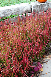 Red Baron Japanese Blood Grass (Imperata cylindrica 'Red Baron') at Harvard Nursery