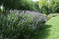 Blue Fortune Anise Hyssop (Agastache 'Blue Fortune') at Harvard Nursery
