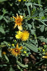 Blue Velvet St. John's Wort (Hypericum 'Cfflpc-1') at Harvard Nursery