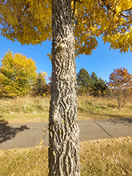 Common Hackberry (Celtis occidentalis) at Harvard Nursery