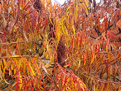 Tiger Eyes Sumac (Rhus typhina 'Bailtiger') at Harvard Nursery