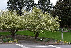 Blackhaw Viburnum (Viburnum prunifolium) at Harvard Nursery