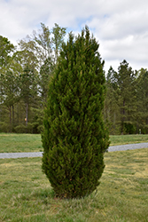 Spartan Juniper (Juniperus chinensis 'Spartan') at Harvard Nursery