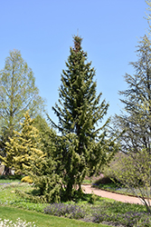 Serbian Spruce (Picea omorika) at Harvard Nursery