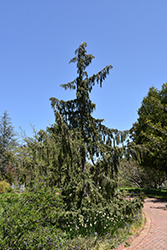 Weeping Nootka Cypress (Chamaecyparis nootkatensis 'Pendula') at Harvard Nursery