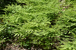 Northern Maidenhair Fern (Adiantum pedatum) at Harvard Nursery