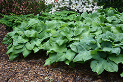 Guacamole Hosta (Hosta 'Guacamole') at Harvard Nursery