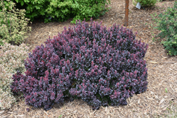 Concorde Japanese Barberry (Berberis thunbergii 'Concorde') at Harvard Nursery