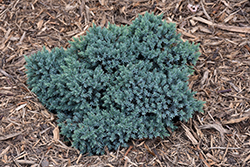 Blue Star Juniper (Juniperus squamata 'Blue Star') at Harvard Nursery