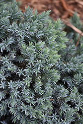 Blue Star Juniper (Juniperus squamata 'Blue Star') at Harvard Nursery