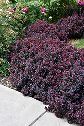 Concorde Japanese Barberry (Berberis thunbergii 'Concorde') at Harvard Nursery
