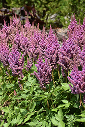 Visions Astilbe (Astilbe chinensis 'Visions') at Harvard Nursery