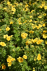 Happy Face Yellow Potentilla (Potentilla fruticosa 'Lundy') at Harvard Nursery