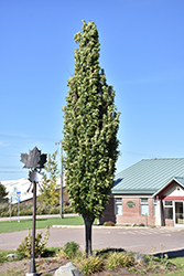 Green Pillar Pin Oak (Quercus palustris 'Pringreen') at Harvard Nursery