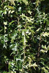 Green Pillar Pin Oak (Quercus palustris 'Pringreen') at Harvard Nursery
