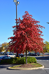 Pin Oak (Quercus palustris) at Harvard Nursery