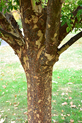 Lacebark Elm (Ulmus parvifolia) at Harvard Nursery