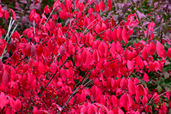 Compact Winged Burning Bush (Euonymus alatus 'Compactus') at Harvard Nursery