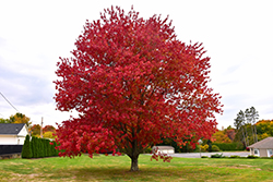 Red Maple (Acer rubrum) at Harvard Nursery